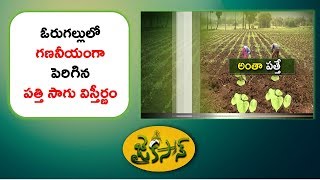 JaiKisan TS | 28th Jun '17 | ఓరుగల్లులో గణనీయంగా పెరిగిన పత్తి సాగు విస్తీర్ణం