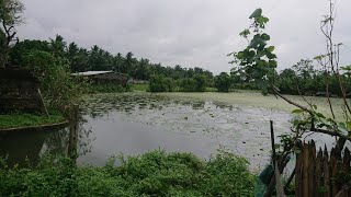 ஆனைக்கோட்டை குளத்தின் நிலை | lotus Pond | Jaffna Suthan | Shorts