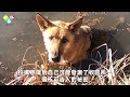 狗狗安樂死前緊緊咬住一個公仔不鬆口，獸醫好奇上前檢查，接下來的一幕卻讓他淚崩了... 感人 反轉 狗狗 震驚