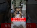 你哋隻狗狗都係咁叫嘅咩❓ reels dogs funnydogs dogvideos doglover 狗狗 pets petslovers doglife cutepets