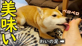 【かわいい】一心不乱に飼い主の足を舐める柴犬