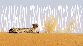 Kgalagadi Transfrontier Park - South Africa