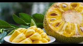 Mysuru Jackfruit Festival: ಈ ಹಲಸಿಗೆ ಮೇಣವೇ ಇಲ್ಲ, ಆದರೆ ರುಚಿಗೆ ಸಾಟಿಯೇ ಇಲ್ಲ!