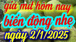 giá mít hôm nay ngày 2/1/20255