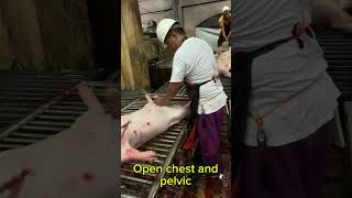 Slaughtering Operations (Swine)