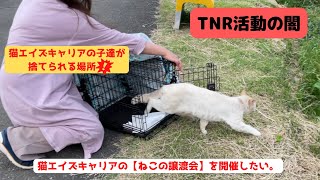 【TNRの闇】猫エイズキャリアの子達が増加しています。