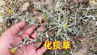 农村田间生长的鼠曲草，是一种很不错的野菜，它的价值很珍贵