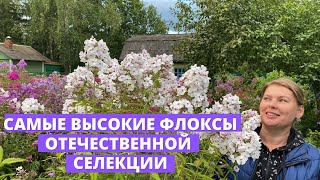 Высокорослые флоксы, отечественной селекции