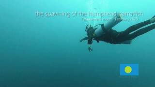 the spawning of the humphead parrotfish - Palau 2020