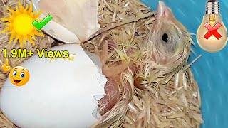 Easy Egg INCUBATOR WithOut ELECTRICITY || Hatching Chicken Eggs In Homemade Incubator