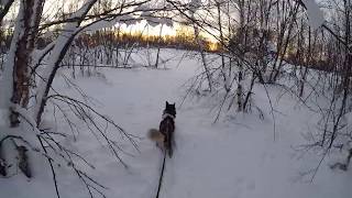 OAC KAR 147 sliding snowshoe walk with husky in Kaamanen, Lapland, Finland