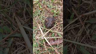 Anybody know what kind of frog this is? #wildlife #nature #amphibian #frog #viral #youtubeshorts #yt