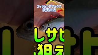 チヌ＆アジ釣れてます！ fishing max武庫川店