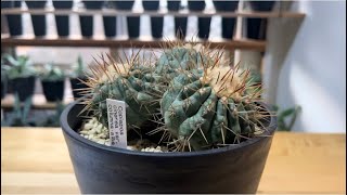 【NO.2コピアポア・コルムナアルバ　弧竜丸】植物を見ながら話をする動画28