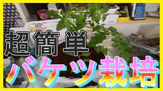 【トマトの水耕栽培】１００均材料活用！初心者向けトマトのバケツ栽培