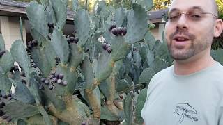 How to safely remove thorns and enjoy prickly pear fruits, without flames or peeling.