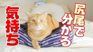 尻尾で分かる6個の猫の気持ち ピンと立てたり振ったりパタパタする理由