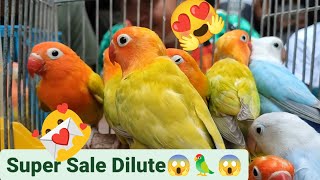 Vlog469 Quality On Sale Here In Malabon Pet Market 😱🦜😱🦜😱🎂🎁🎉🥳