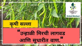 उन्हाळी मिरची लागवड कधी करावी | unhali mirchi lagwad | #mirchilagawad #globalshetkari #उन्हाळीमिरची