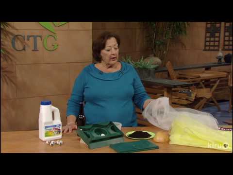 Control Slugs, Snails, Squash Vine Borers |Trisha Shirey |Central Texas Gardener Control Slugs, Snails, Squash Vine Borers |Trisha Shirey |Central Texas Gardener