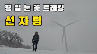 [선자령] 혼자걷는 선자령 설경 | 칼바람 안불면 이렇게 좋습니다 | 겨울왕국 분위기