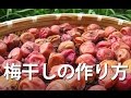 梅干しの作り方-/How to make  delicious umeboshi(pickled ume)