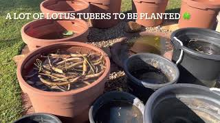 Lotus Tuber Planting in Spring