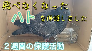 飛べなくなった鳩を保護しました。2週間の活動記録