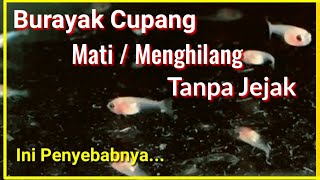 Penyebab Burayak Ikan Cupang Hilang Tanpa Jejak