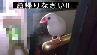 ある日ある時の白文鳥　スカーフの中＆甘え声　It graces the voice of the white　paddybird