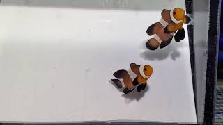 Longfin Roundtail Mocha Ocellaris Pair at Pacific East Aquaculture