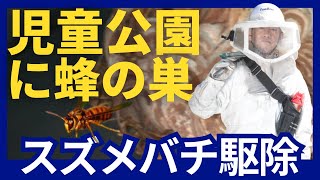 【危険なスズメバチ駆除】児童公園の樹木に巣を作ったコガタスズメバチを駆除！滋賀のハチ駆除「ジェイ・ワークス」#コガタスズメバチ #蜂の巣駆除 ＃スズメバチ