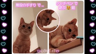 むぎっちゅ☆階段の手すりでタッチペンで遊ぶ猫😻めっちゃ可愛かった❤