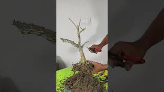 How to make bonsai || ficus Rumphii bonsai || #gardening #bonsai #garden