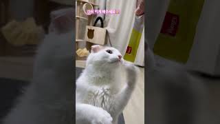 간식이다…! 빨리 간식 달라옹 #shorts #catvideos #간식냥