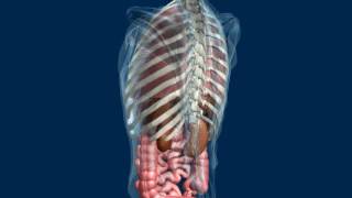 Rotating torso