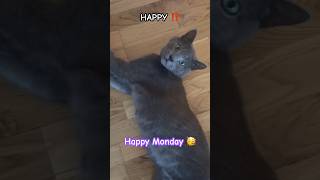 Sammy’s Monday mood 😾 #cat #cute #funny #catvideos #shorts