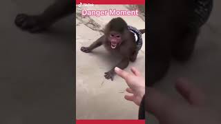 The Best Funny Baby Monkey Struggling Survival #animals #foryou #funny #shorts #babymonkey#pets #cut