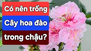 Có nên trồng cây hoa đào trong chậu hay không?