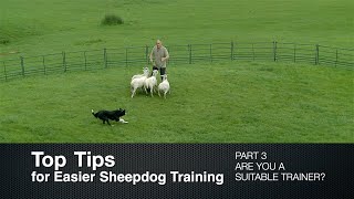 Top Tips for Sheepdog Training (Part 3) Are You a Suitable Trainer?