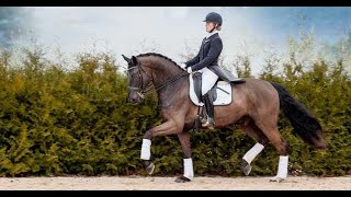 More Than You Know || Equestrian Music Video
