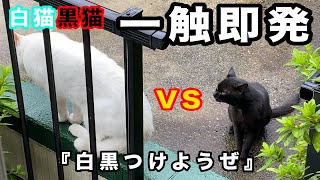 白猫と黒猫の喧嘩（一触即発です。）白黒付けようとしてます。