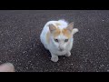 猫にいさんの『ニャ～tube』～那覇、波の上の「波男」。