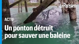 Nouvelle-Zélande : un ponton démonté pour libérer une baleine