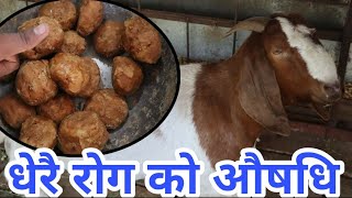 बाख्राले पानी खाएन, धेरै गर्मी भयाे? बाजारमा पाउने सस्तो उपचार||Best diet for goat in summer