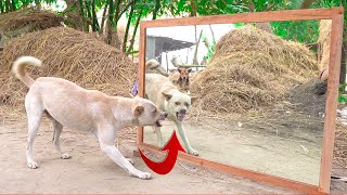 Angry dogs vs mirror reaction | Amazing dogs fighting mirror | Funny mirror reactions on dog