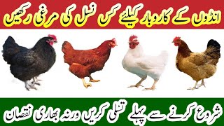 Chicken \u0026 Egg Production Farming Business || Best Breed for Egg Farming || very informative video