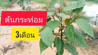 กระท่อมอายุ3เดือน ปลูกง่ายโตไว