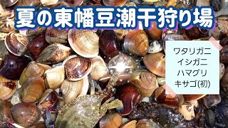 【過去動画】夏の東幡豆潮干狩り場　カニをつかまえる