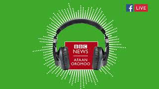 bbc afaan oromoo ammaji 7 2025